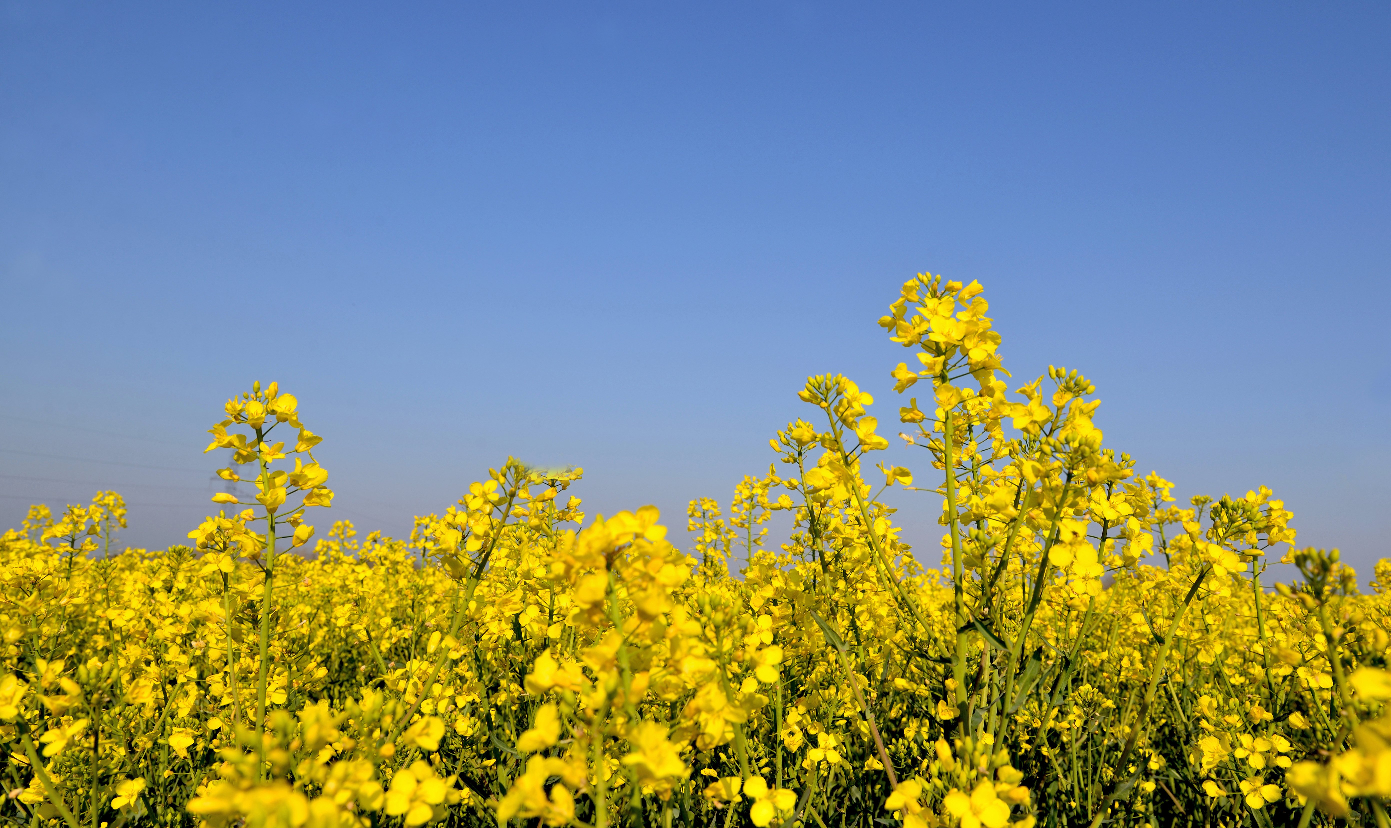 Buttercups